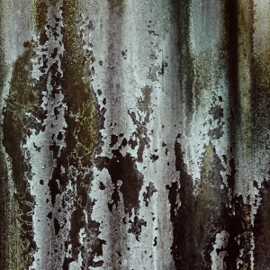 Nettoyage enzymatique de toiture sans haute pression – solution écologique contre mousses et lichens